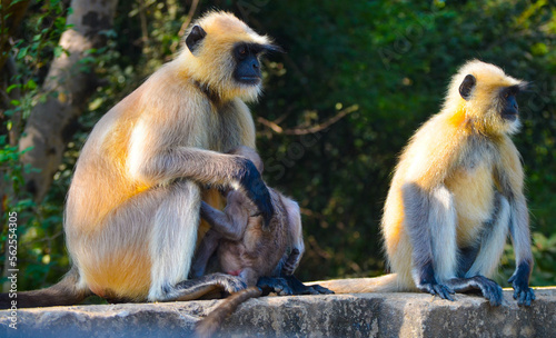 group of animals