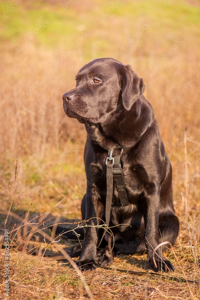Black labrador retriever. A young dog of the Labrador breed in black ammunition. Animal, pet. Black labrador retriever. A young dog of the Labrador breed in black ammunition. Animal, pet.