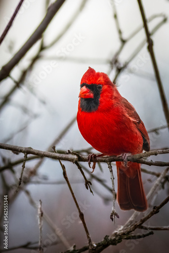 A male Northern Red Cardinal perched on a branch of a tree