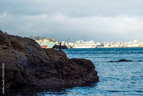 cormoran opening its wings in front of the city of la coruña