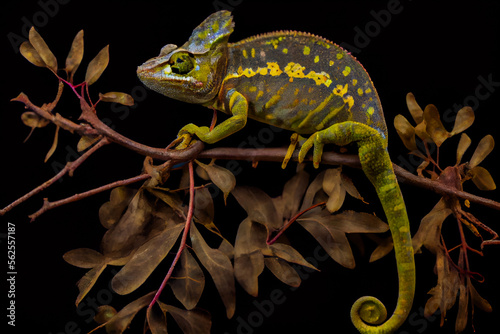 Green chameleon on branch.  Generative AI.