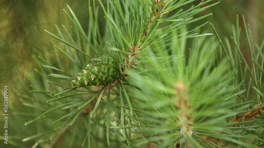 Coniferous trees in spring. Close up of cones and young shoots on the pine branches. Young buds with cones on spruce. Green long needles on a branch with cones Coniferous trees in spring. Close up of cones and young shoots on the pine branches. Young buds with cones on spruce. Green long needles on a branch with cones