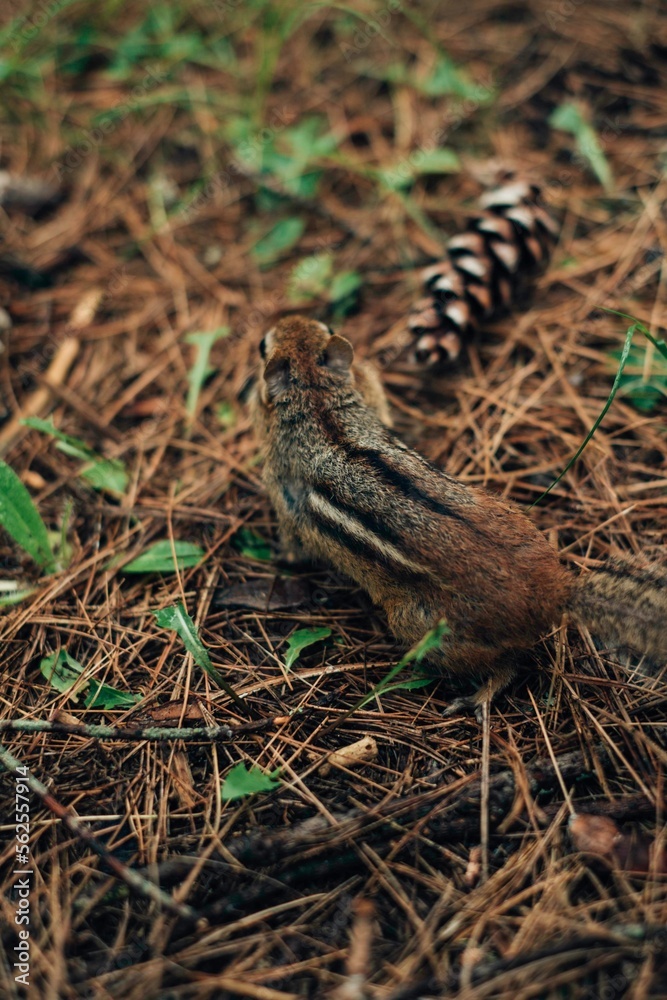 A chipmunk in a coniferous forest A chipmunk in a coniferous forest