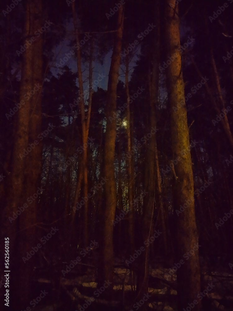Winter forest in night full moon light. Winter forest in night full moon light.