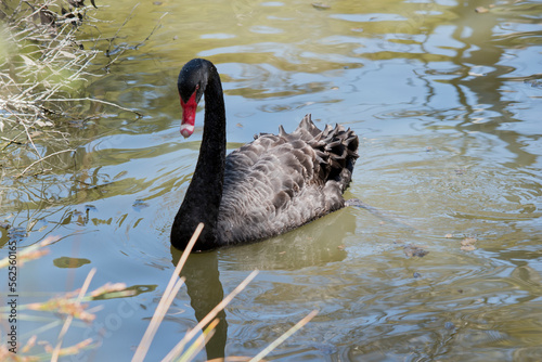 the black swan is swimming in the water