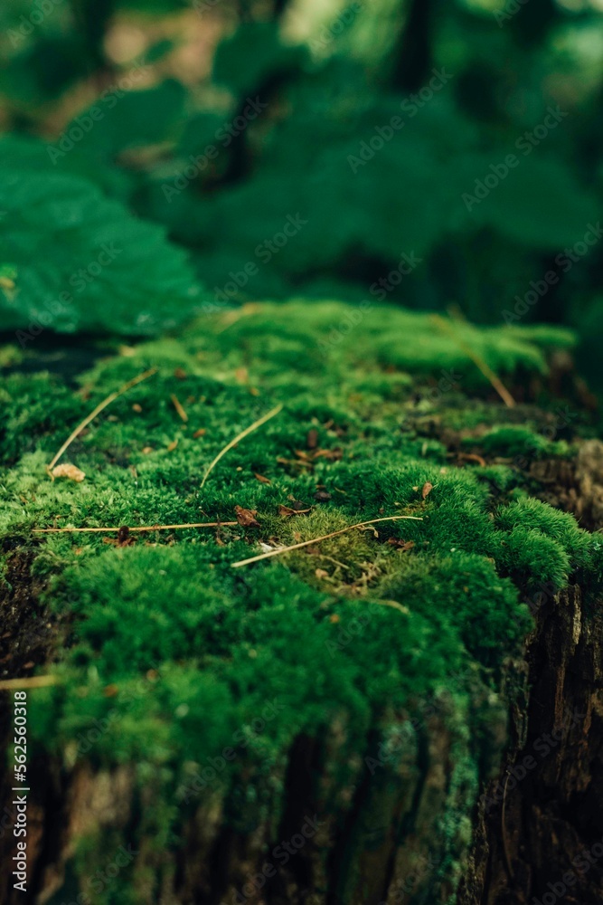 Obraz premium Coniferous forest after the rain