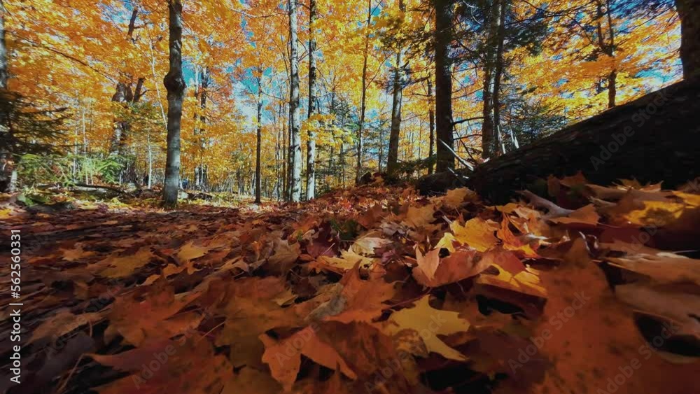 Autumn foliage Autumn foliage