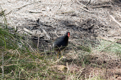 the dusky moorhen is a black water bird with a red beakhe dusky moorhen