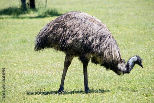 this is a side view of an Australian emu walking through a field