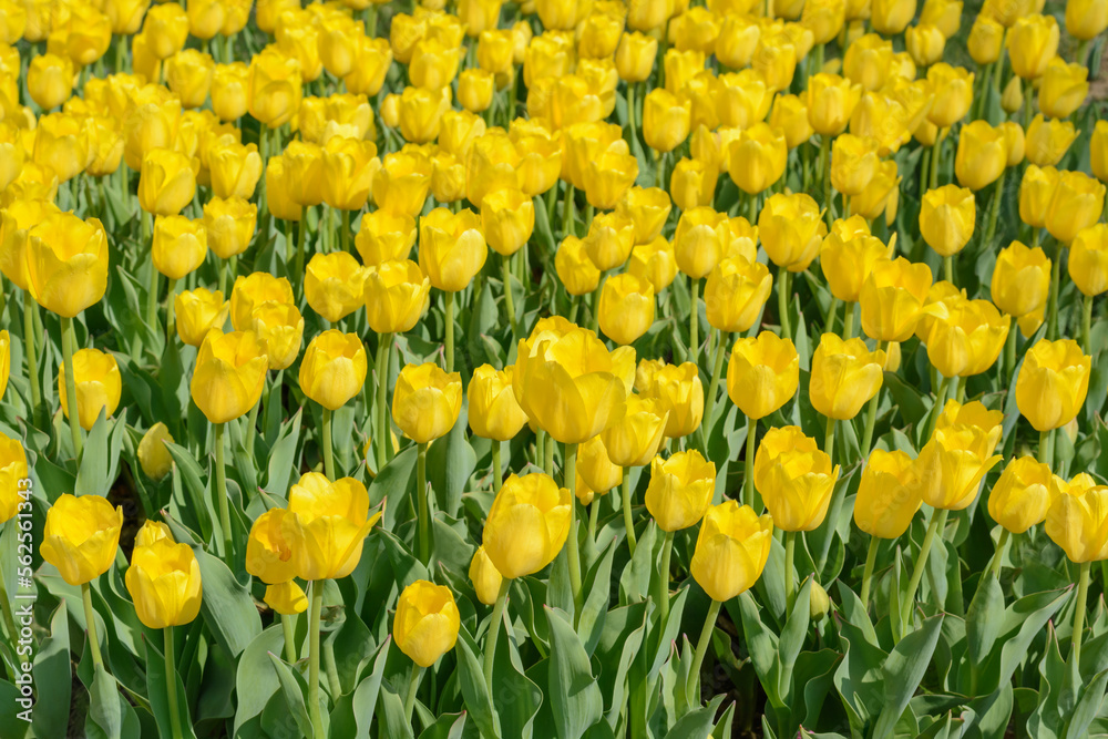 Flower bed with yellow tulips on a blurred background Flower bed with yellow tulips on a blurred background