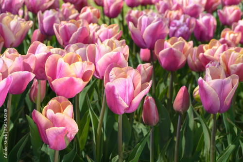 Pink tulips among the leaves on a blurred background