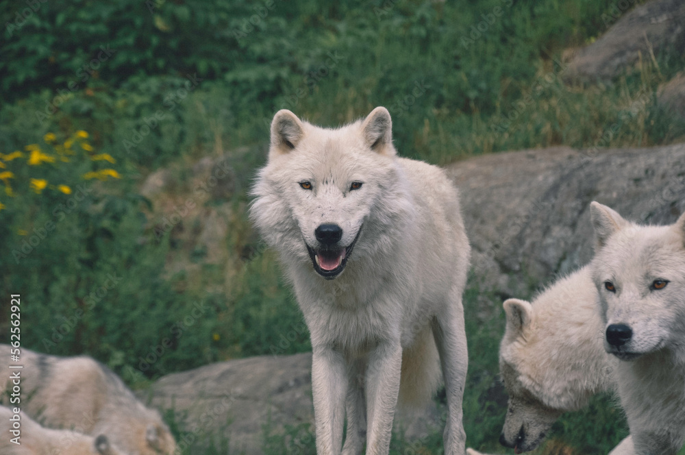 A pack of wolves A pack of wolves