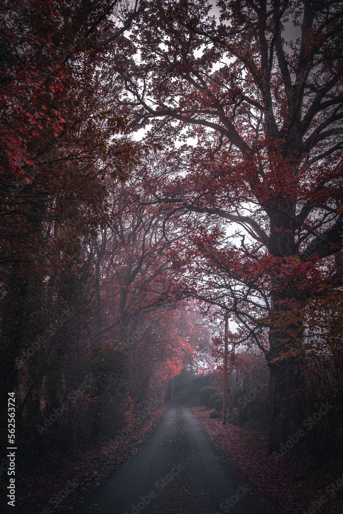 Country road on a misty morring in autumn