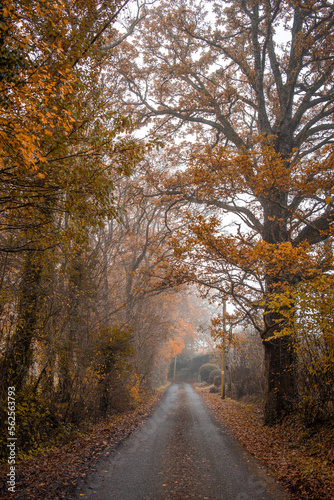 Country road on a misty morring in autumn © Pavel