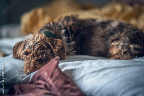 Dog relaxing on bed after long walk photo