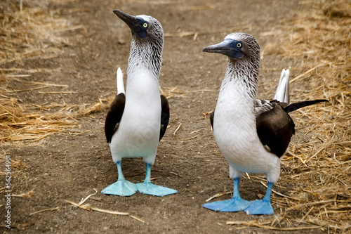 Cute blue footed booby, marine birds of Ecuador