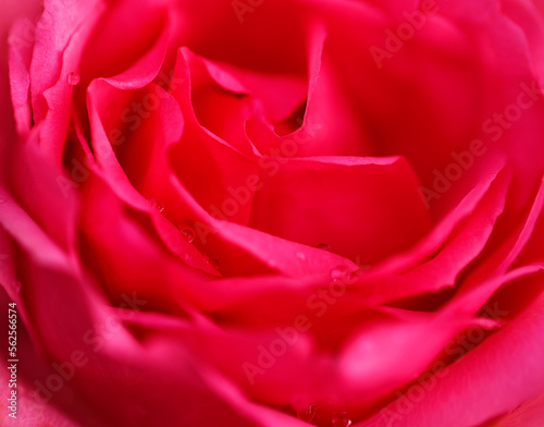 Fototapeta Naklejka Na Ścianę i Meble -  Red rose flower close up for background , soft focus horizontal shape , Vivid magenta color of the year 2023. Valentines Day concept