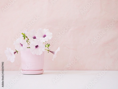 Flowers Petunia in pot on white table Pink background for lettering writing message for Mother's day ,Valentine's ,Greeting card ,Celebrate ,empty wall Copy space Romantic love festive card