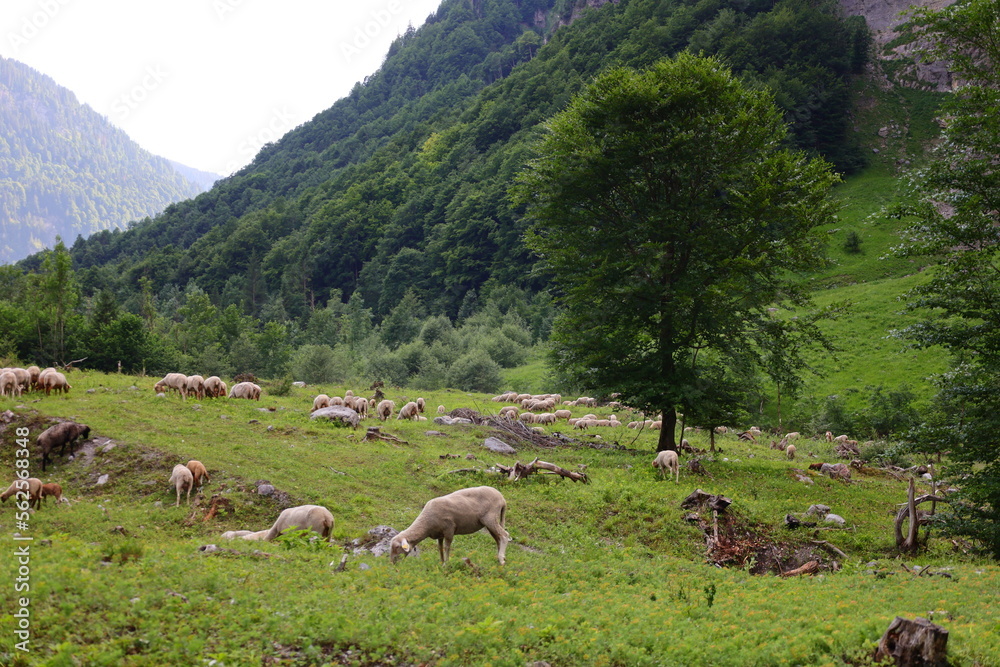View on animals in a valley of the department of Haute-Savoie
