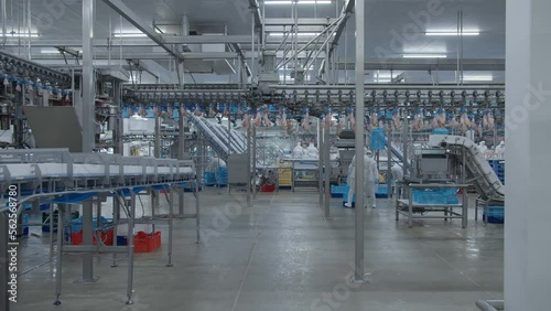Conveyor Poultry Processing modern Plant. chicken meat. Chicken factory line