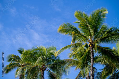 Blue Sky with Cirrus Clouds Over Green and Yellow Coconut Palm Trees in Hawaii.