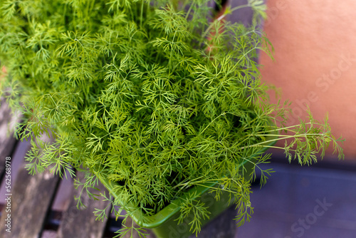 Young juicy dill grown on the balcony with their own hands. Dill close-up. Landscaping of terraces.