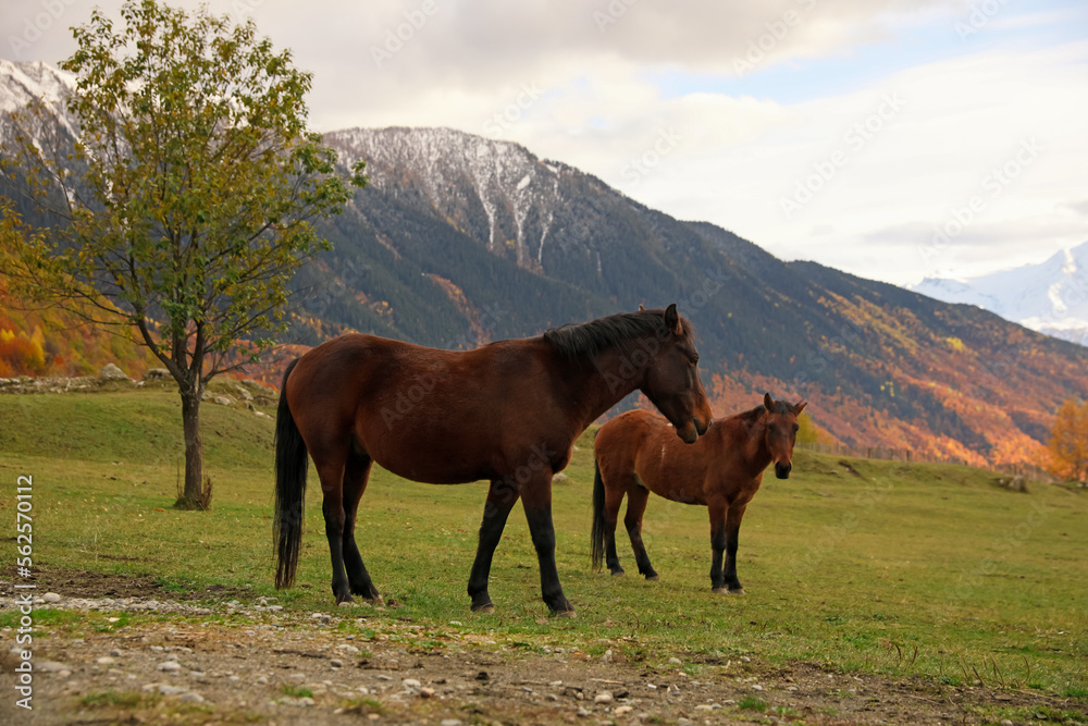Brown horses in mountains on sunny day. Beautiful pets Brown horses in mountains on sunny day. Beautiful pets