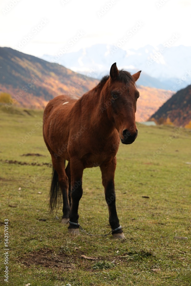 Brown horse in mountains on sunny day. Beautiful pet Brown horse in mountains on sunny day. Beautiful pet