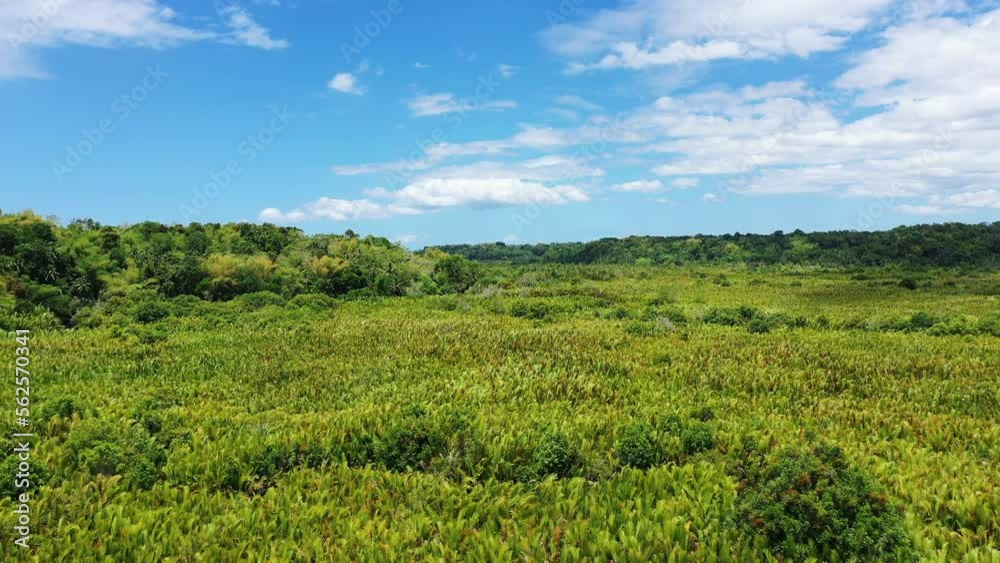 The mangrove in the middle of the countryside , Asia, Philippines, Bohol Island, Panglao, in summer on a sunny day. The mangrove in the middle of the countryside , Asia, Philippines, Bohol Island, Panglao, in summer on a sunny day.