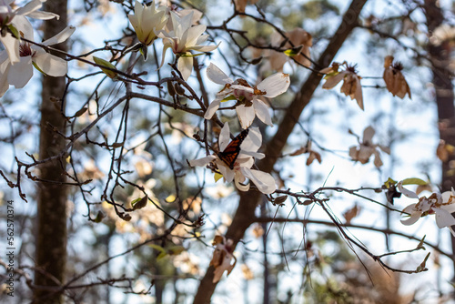 tree in spring