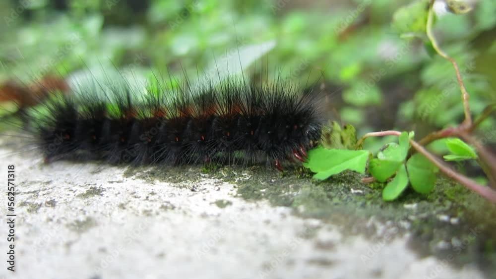 A hungry caterpillar is eating a leaf in the ground A hungry caterpillar is eating a leaf in the ground