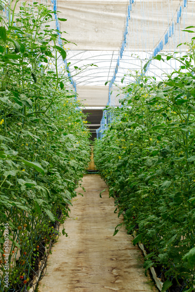 Vegetable field in protected cultivation Vegetable field in protected cultivation