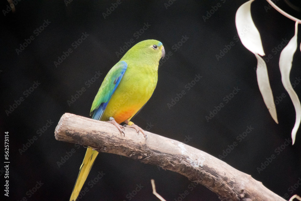 the orange bellied parrot is perched in a tree