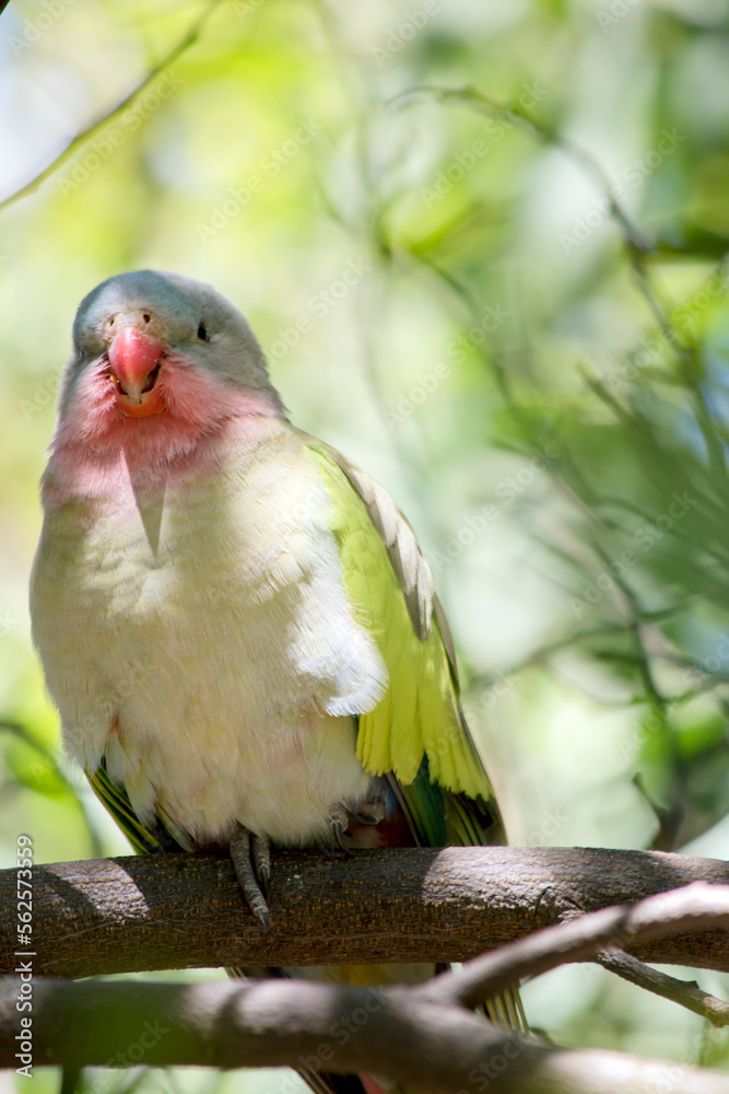 Obraz premium the princess parrot is perched in a tree