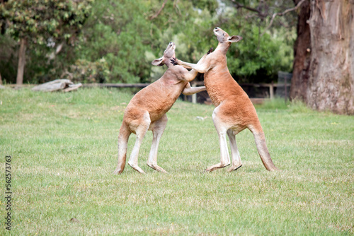 the two male kangaroos are fighting over who will end up mating with the females. the male kangaroo uses it tail to balance