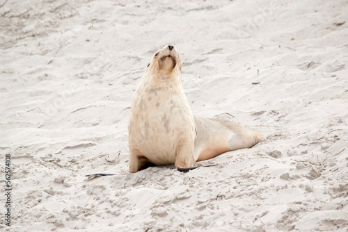 the sea lion is resting on the beach at Seal Bay