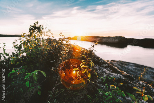 Sunlight falling on plants growing by rock against lake