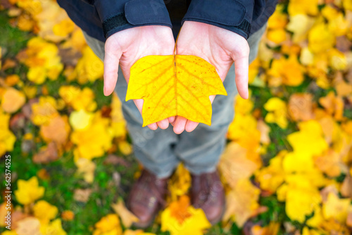 Woman's hands holding a yellow leaf in autumn