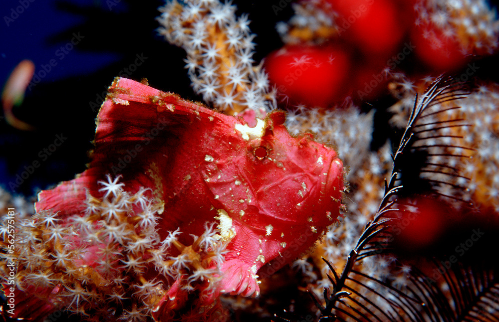 Leaf fish, Taenianotus triacanthus, Indonesia, Indian Ocean, Komodo