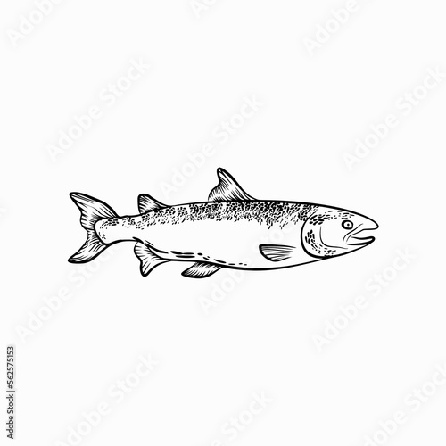 salmon fish sketch, hand drawn illustration vector