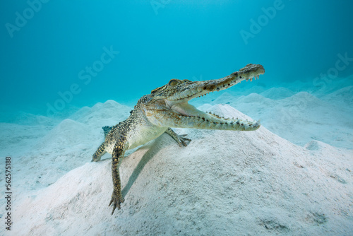 Saltwater crocodile (Crocodylus porosus) on sea floor photo