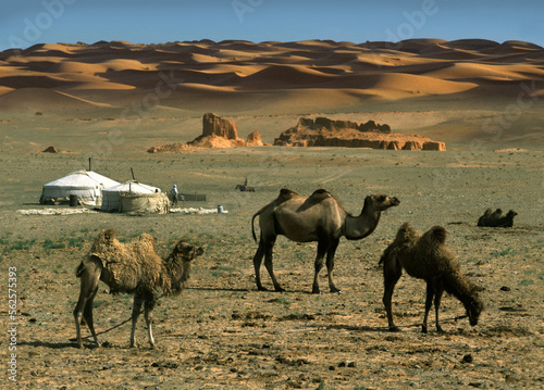 Camels, yurts, desert photo