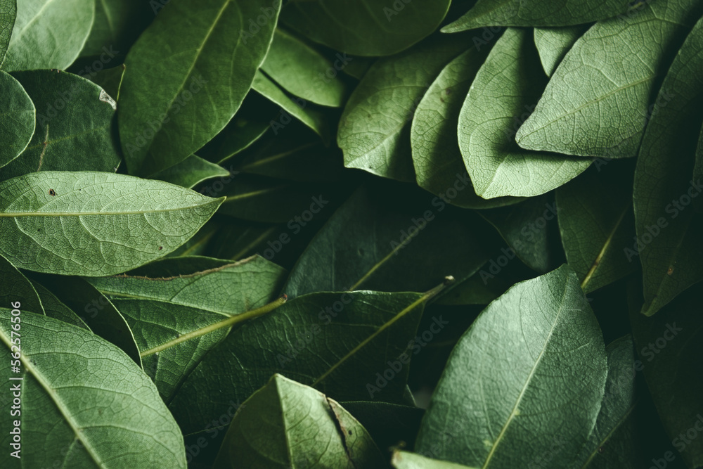 Fototapeta premium Close up of green leaves background. Daphne leaves. Dark and moody background concept with plant leaves. Top view. Selective focus