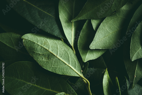 Close up of green leaves background. Daphne leaves. Dark and moody background concept with plant leaves. Top view. Selective focus