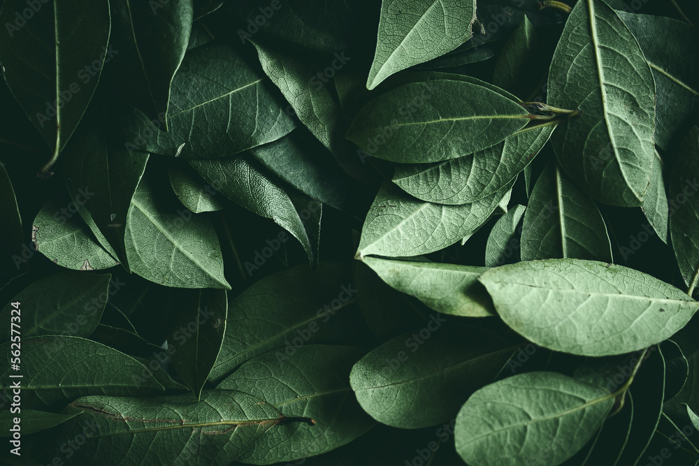 Close up of green leaves background. Daphne leaves. Dark and moody background concept with plant leaves. Top view. Selective focus Close up of green leaves background. Daphne leaves. Dark and moody background concept with plant leaves. Top view. Selective focus