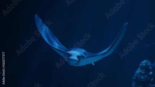 Ray - fish | sea rays | Batoidea | Naru eagle ray | Stingrays | Aetobatus narutobiei, swims among corals and other fish. photo