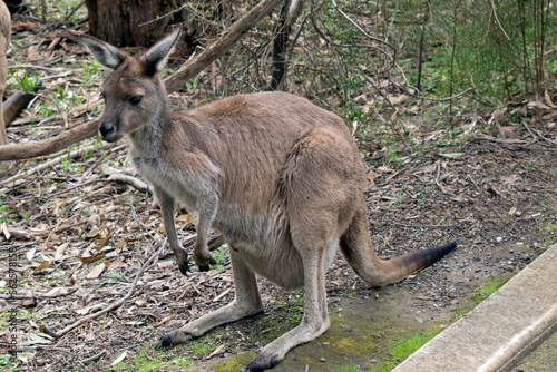 the westen grey kangaroo is mainly brown with a white chest and long tail and black tip