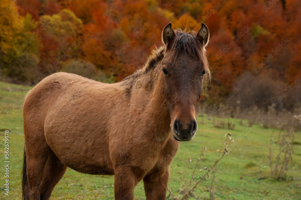 Brown horse in mountains on sunny day. Beautiful pet Brown horse in mountains on sunny day. Beautiful pet