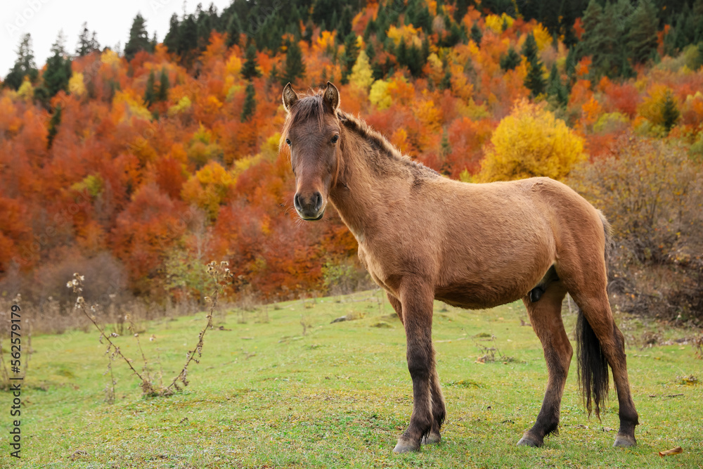 Brown horse in mountains on sunny day. Beautiful pet Brown horse in mountains on sunny day. Beautiful pet