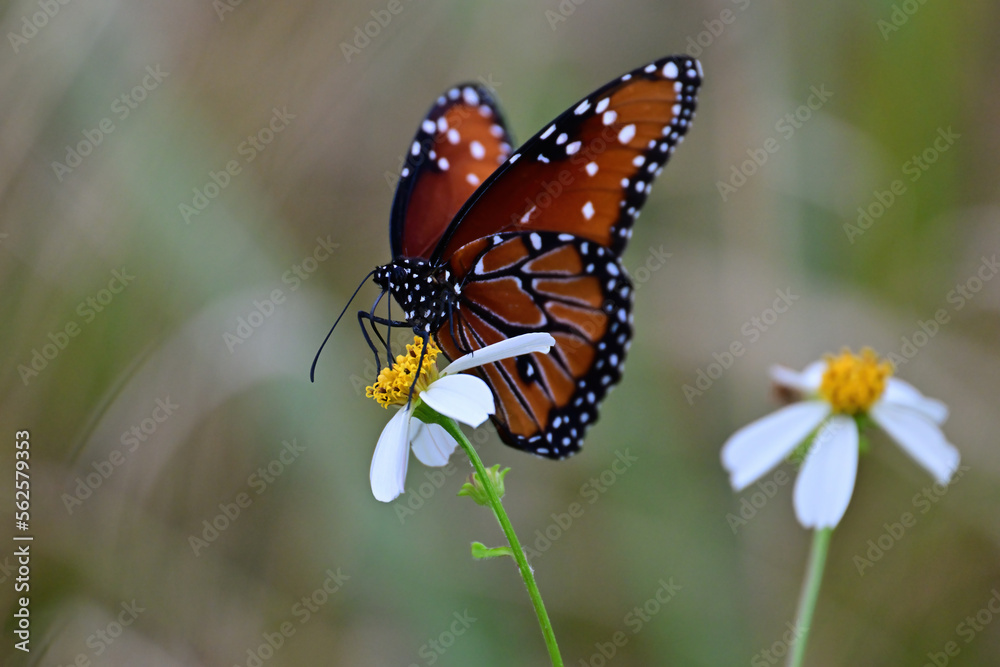 Obraz premium Butterfly on a Flower